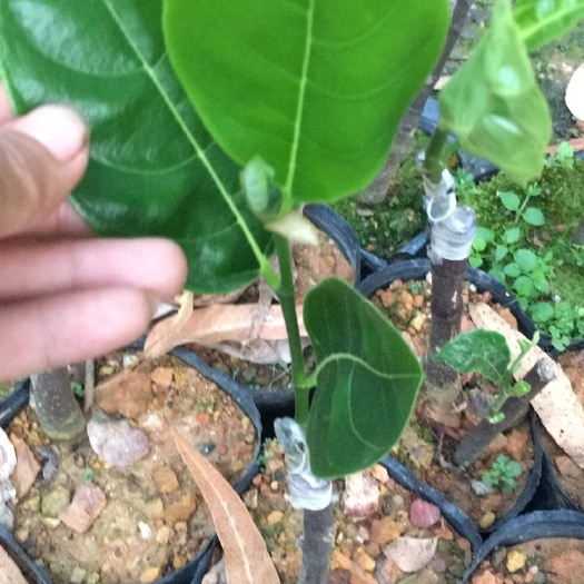 化州市 各类菠萝蜜苗。