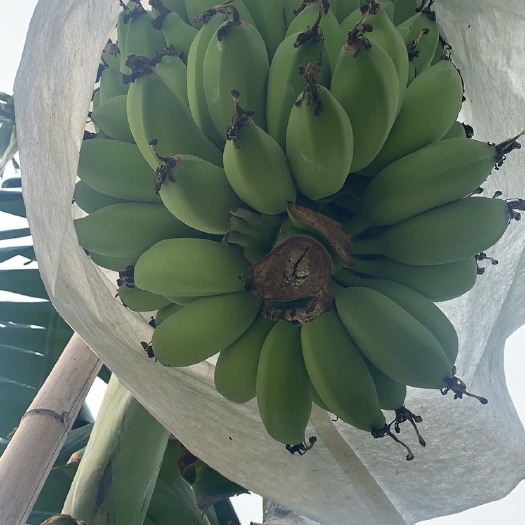 肇庆苹果蕉 八成熟