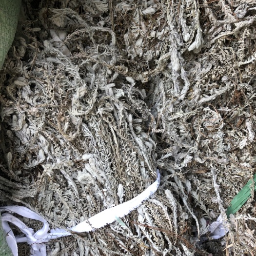仙居县鹿茸草