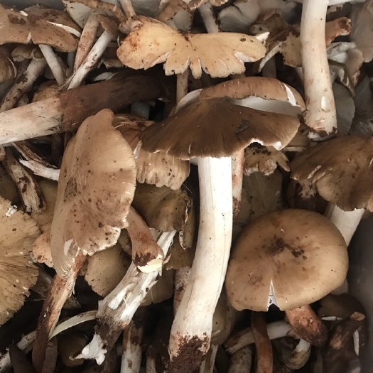 资阳 鸡枞菌