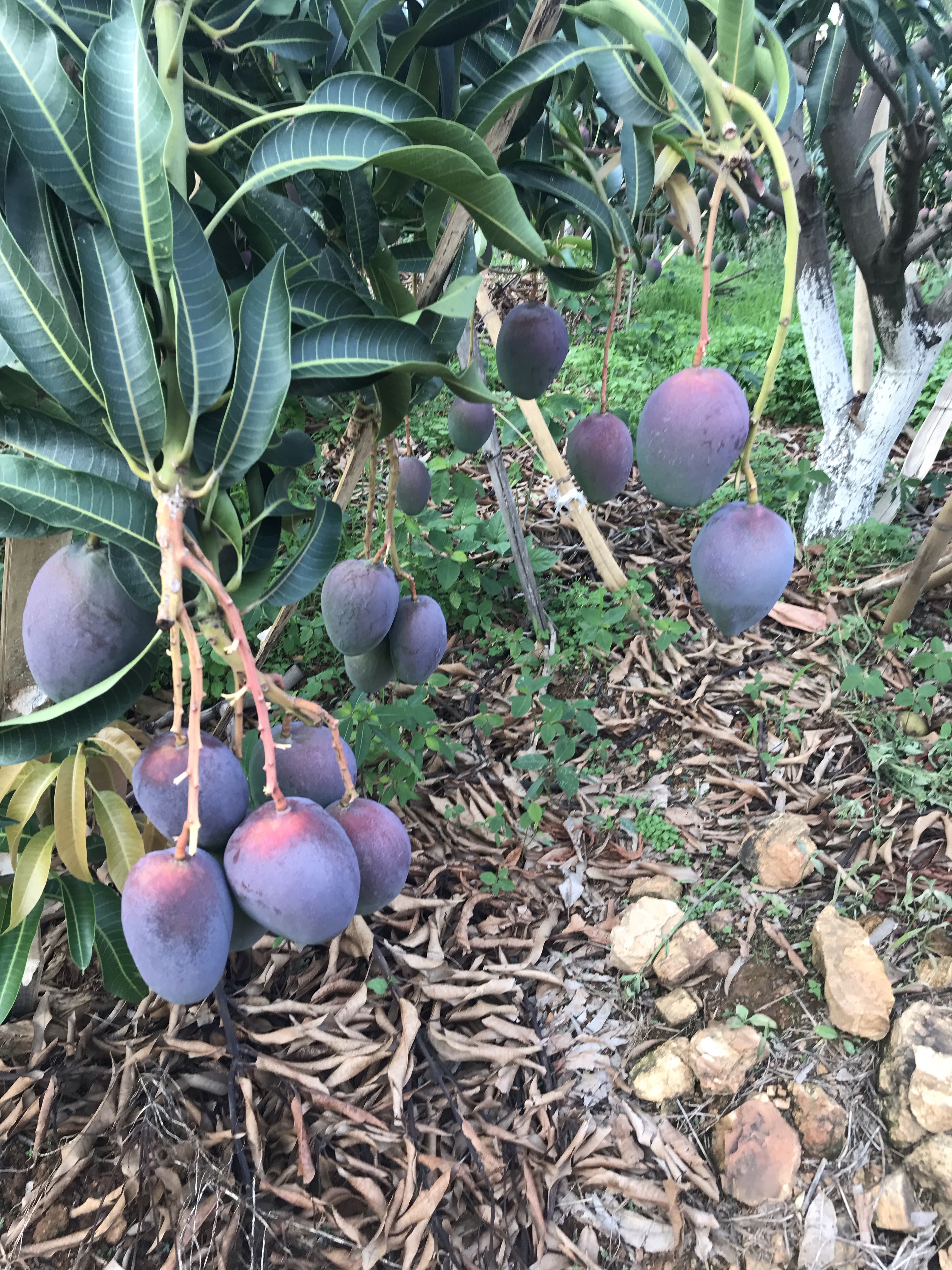 华坪县 我自己家种的丽江高原芒果，有十来个品种，吃味好品质有保证