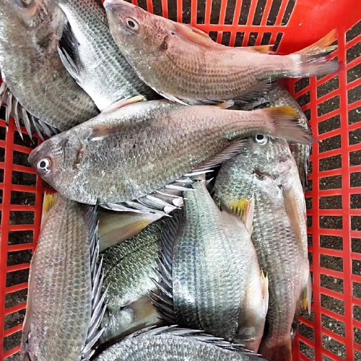 惠安县黄鳍鲷 海钓黄翅鱼