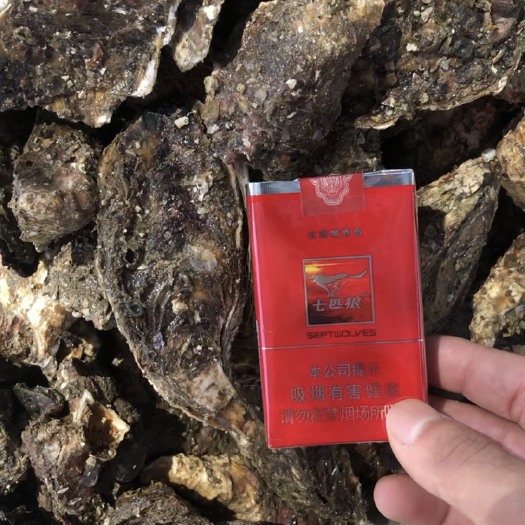 诏安县珍珠蚝  福建生蚝 清蒸烧烤生蚝 产地直销 不肥包赔 质量保障