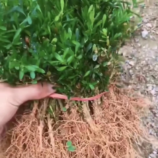 普宁市雀舌黄杨  软枝雀舌皱皮黄杨小叶黄杨名贵造型品种树苗