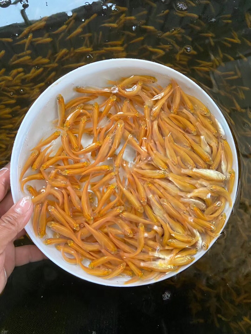 [金草魚苗批發]金草魚苗 價格1.8元/尾 - 惠農網