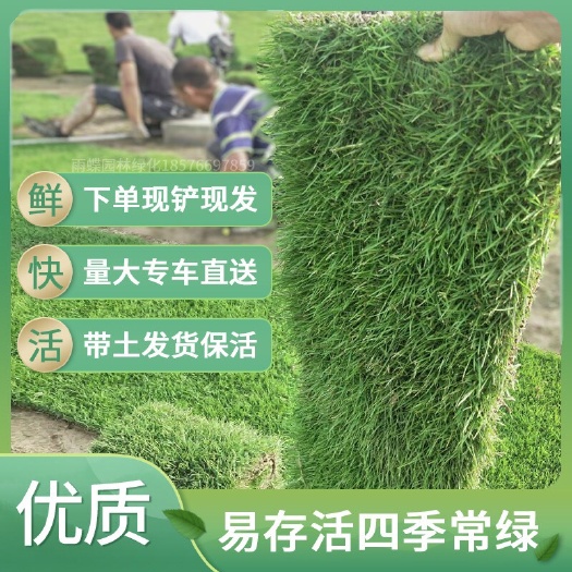 广州马尼拉草皮