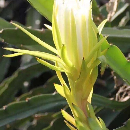  肇慶霸王花