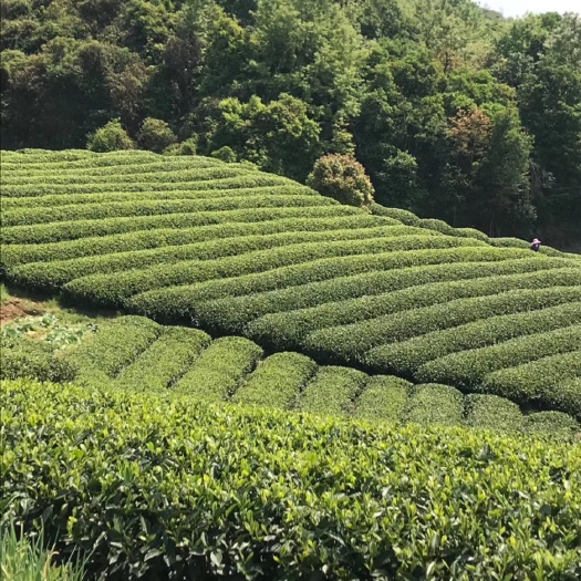 福州福鼎白茶 福鼎市磻溪镇核心产区白牡丹