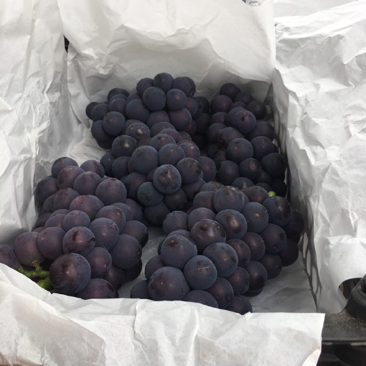 葡萄 京亚葡萄 粒大饱满 颗粒均匀 大量上市