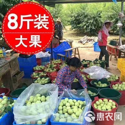  现摘鹰嘴桃当季新鲜水果蜜桃农家自种甜脆大桃子河源连平桃8斤