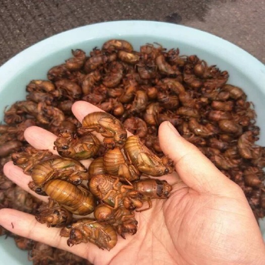 南昌 金蝉