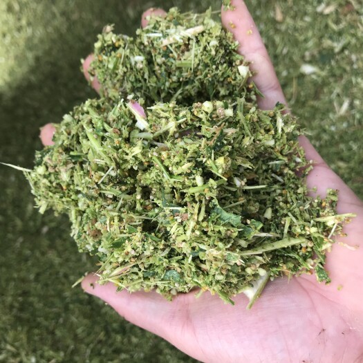 天津 全株藜麦