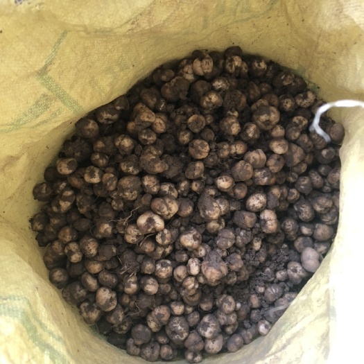 南通浙贝母 大小都有，寻找合作伙伴，诚信经营