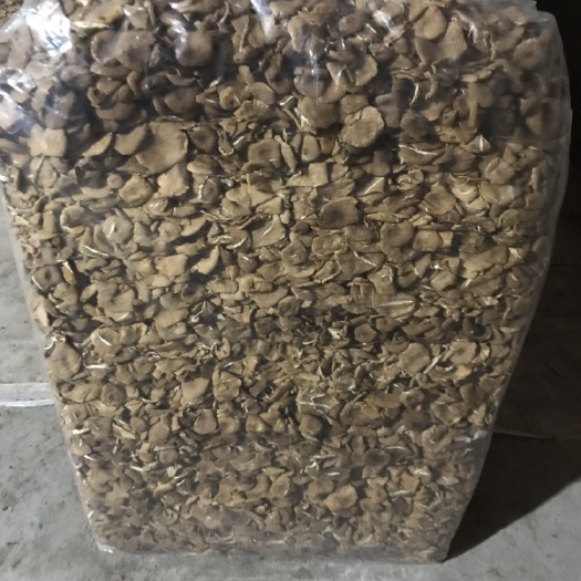 古田县茶树菇  上市。量大优惠
