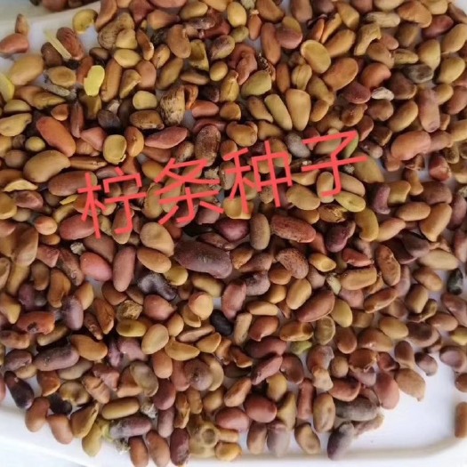 泊头市柠条种子地基直供量大   芽率高送种植技术
