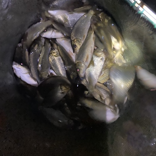 宾阳县稻花鱼 花背鲤，金背鲤