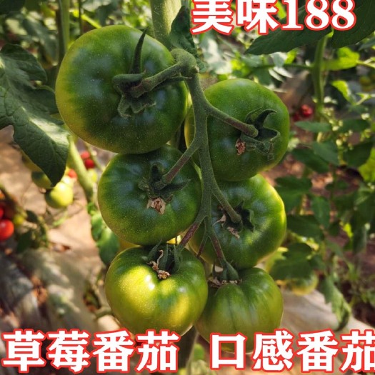 寿光市美味188草莓番茄种子 口感番茄 绿腚番茄种子 铁皮柿子