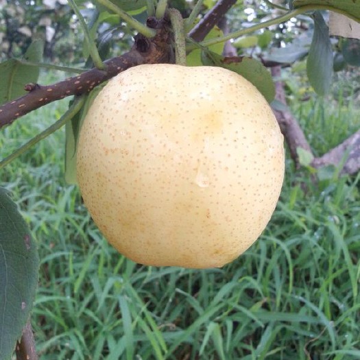 长沙 黄金梨