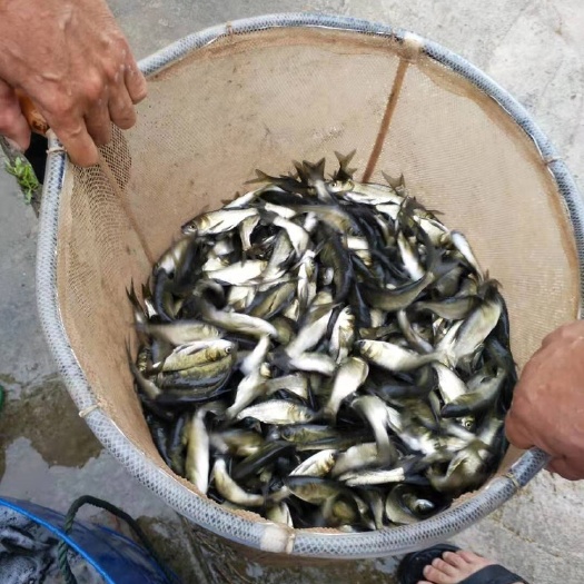 中江县 鱼苗 花白鲢鱼苗  包运输下塘 优质鱼苗