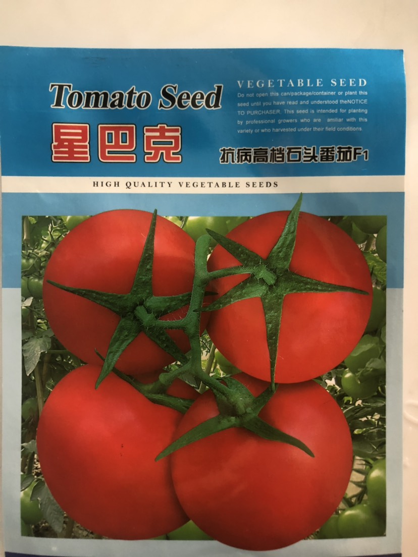 平远县西红柿种子  抗病红果石头番茄 无限生长 果硬厚肉 耐裂果
