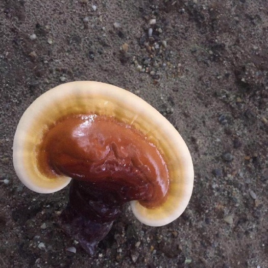 米林县 正宗西藏灵芝，量多价优