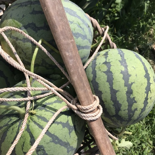 重庆市 精品现货西瓜