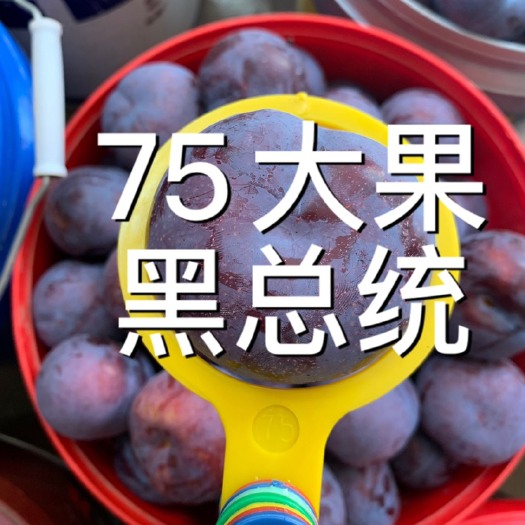 内乡县 百万吨李子大量供应，青红黑李子大量现货，日产千吨黑总统李子