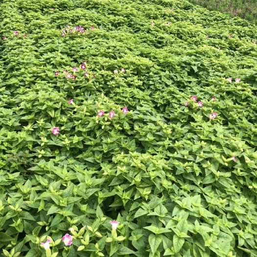 佛山世纪 大量泥碳土时花现货供应