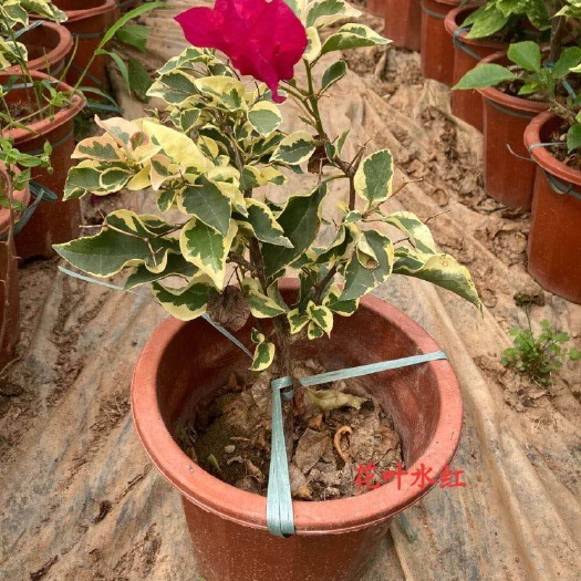 漳州玫红三角梅 漳州花叶玫红