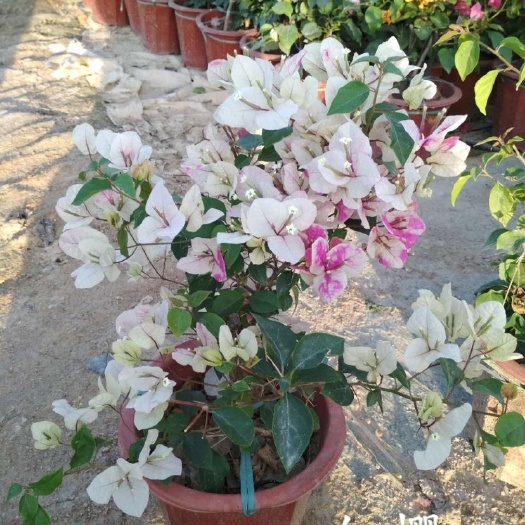 漳州红缨三角梅 漳州红樱