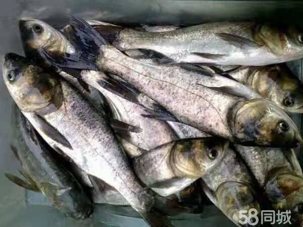 重庆市 鱼苗 花白鲢鱼苗  包运输下塘 优质鱼苗