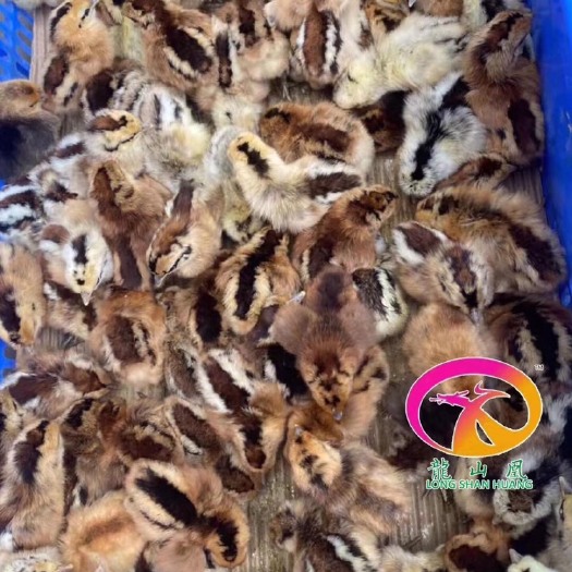 广州青脚麻鸡苗 统货