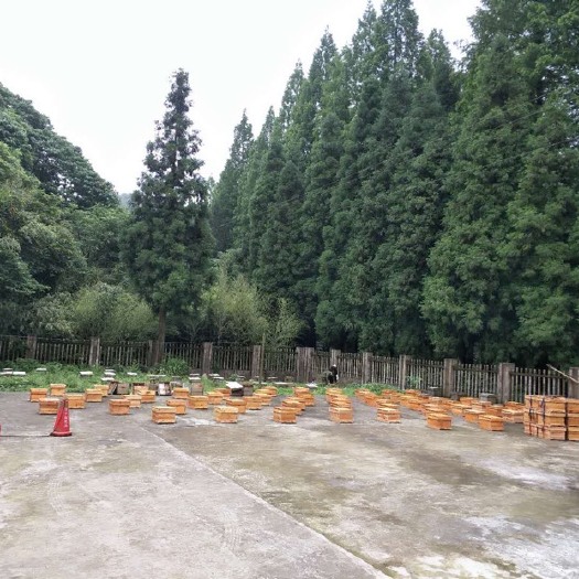华蓥市 华蓥山优质五倍子中蜂蜜