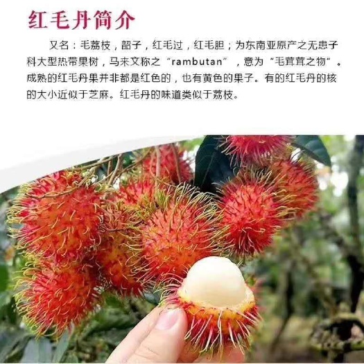 红毛丹树苗 越南红毛丹荔枝苗，正品嫁接苗