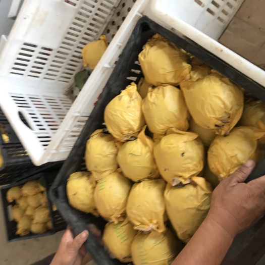 砀山县翠冠梨 55mm以上 150-200g