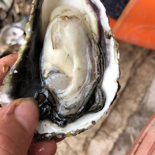 诏安县福建生蚝 海水 2-3两/只 鲜活水产