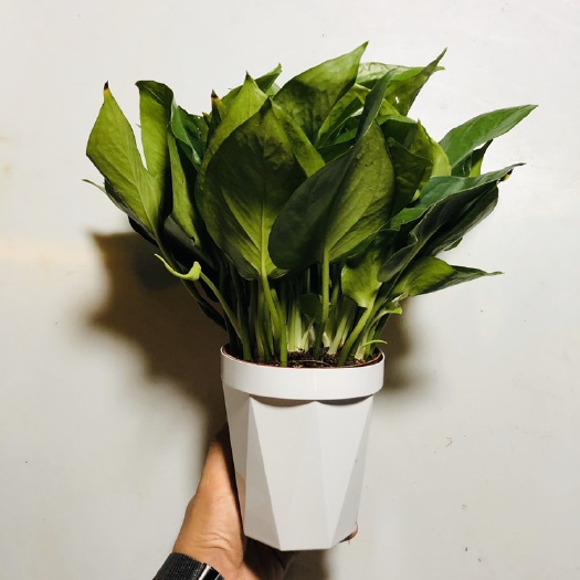 广州 绿萝