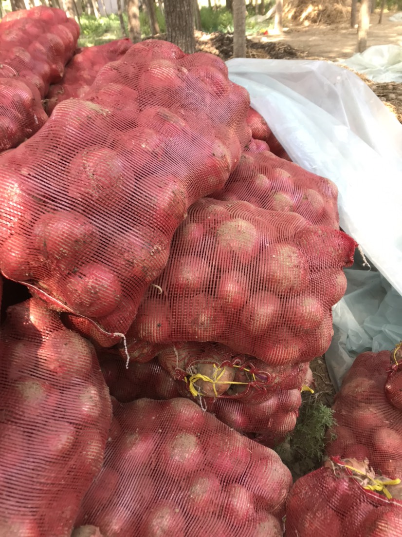  紫皮洋葱