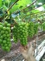 晋州市阳光玫瑰 1次果 0.8-1斤 5%以下