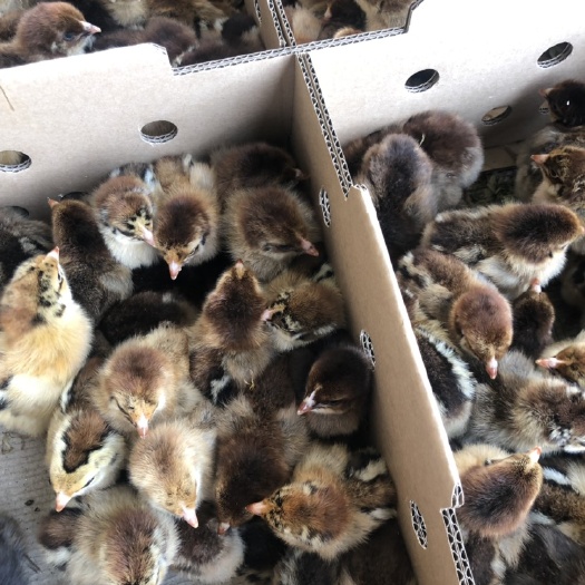 南宁快大铁脚麻鸡苗  质量保证 包打马赛克