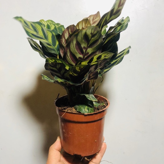 广州 孔雀竹芋