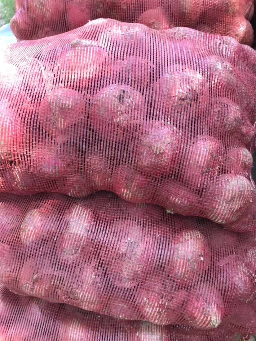  紫皮洋葱