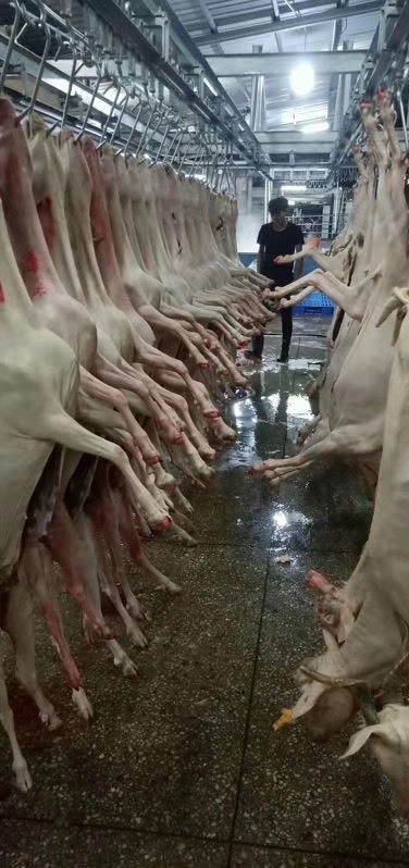 惠州白条羊 生肉
