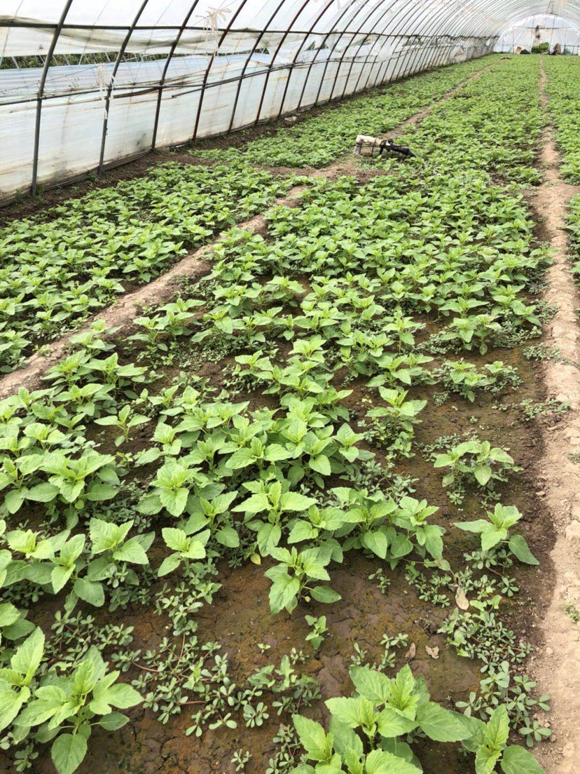 传统古法手工制作干芝麻叶——黑芝麻芽叶