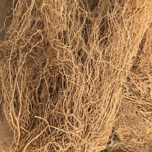 新泰市 山东 新泰 徐长卿 细辛 产地 专业生产种植加工20年