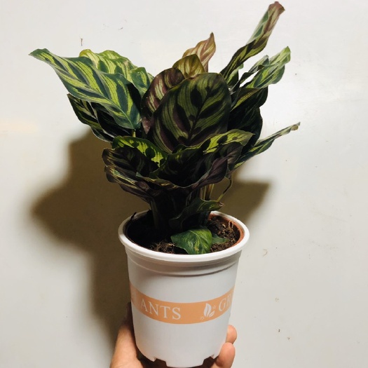 广州 加仑孔雀竹芋