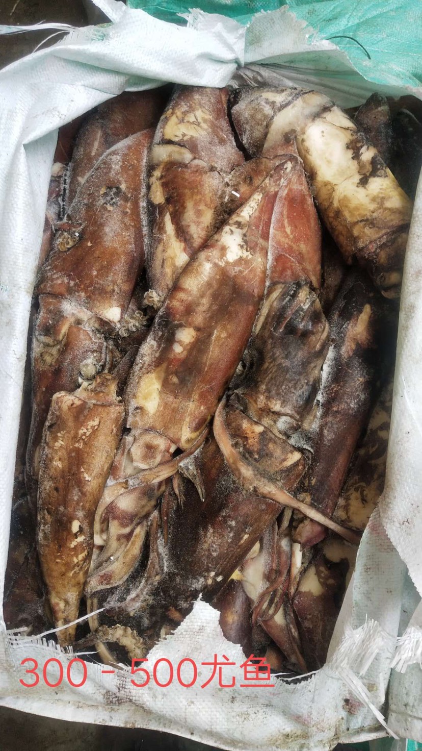 印尼鱿鱼和国内鱿鱼图片
