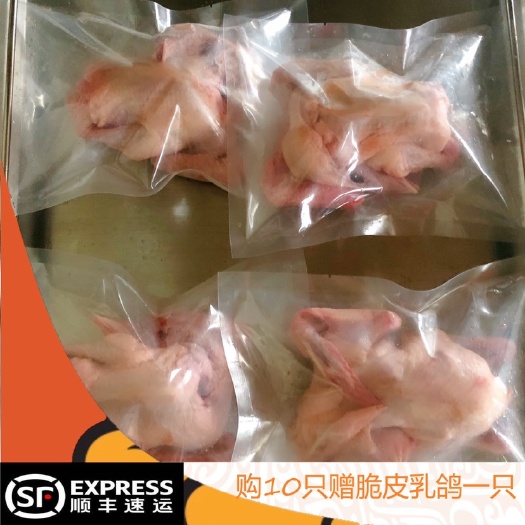 广州 真空包装乳鸽净膛六两至七两