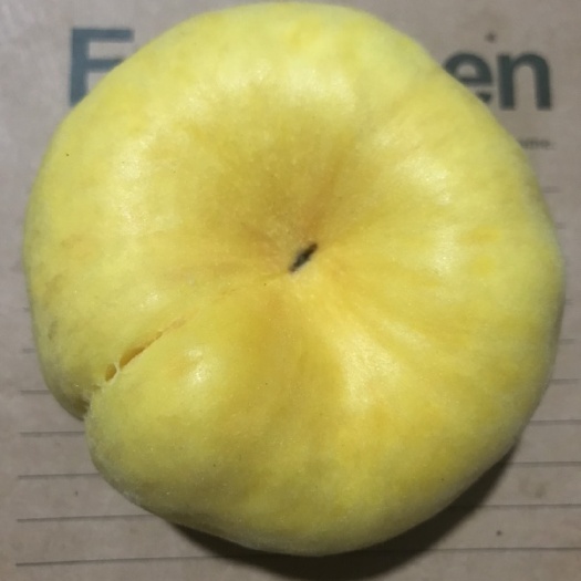 蒙阴县毛蟠桃 毛蟠十三大量上市
