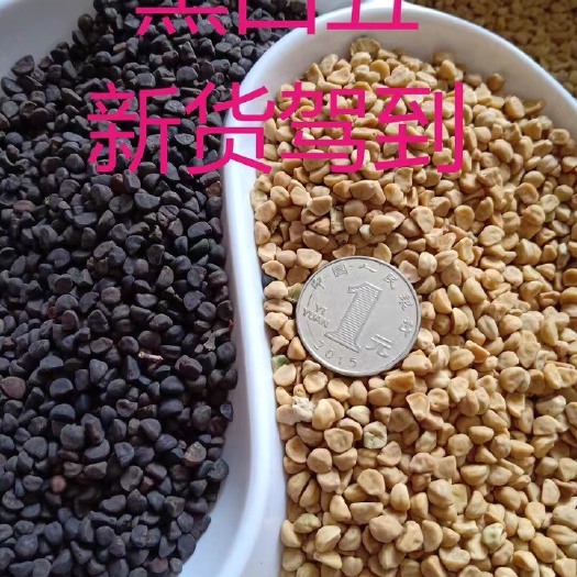 牵牛子 正品！无硫新货！白丑！黑丑！规格齐全！包邮到家！可打粉！！